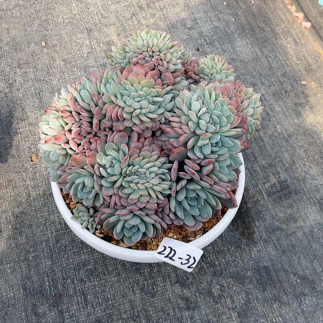 瑋**i222-32全明星缀多肉寄养