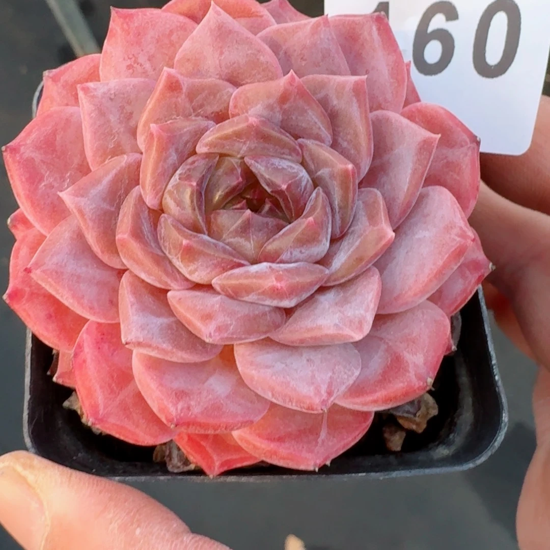 紫魄      愿你一路坦途，乘风破浪展宏图