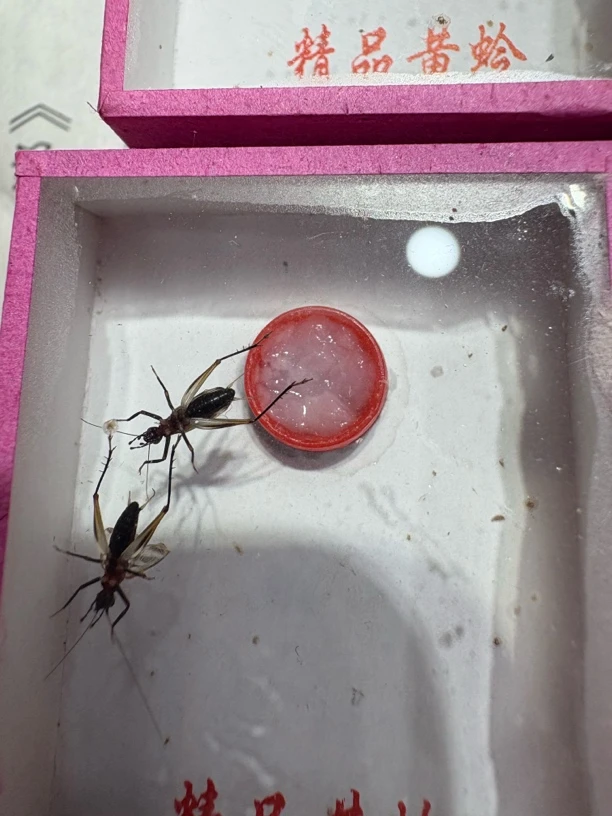 墨蛉野生两只装模具