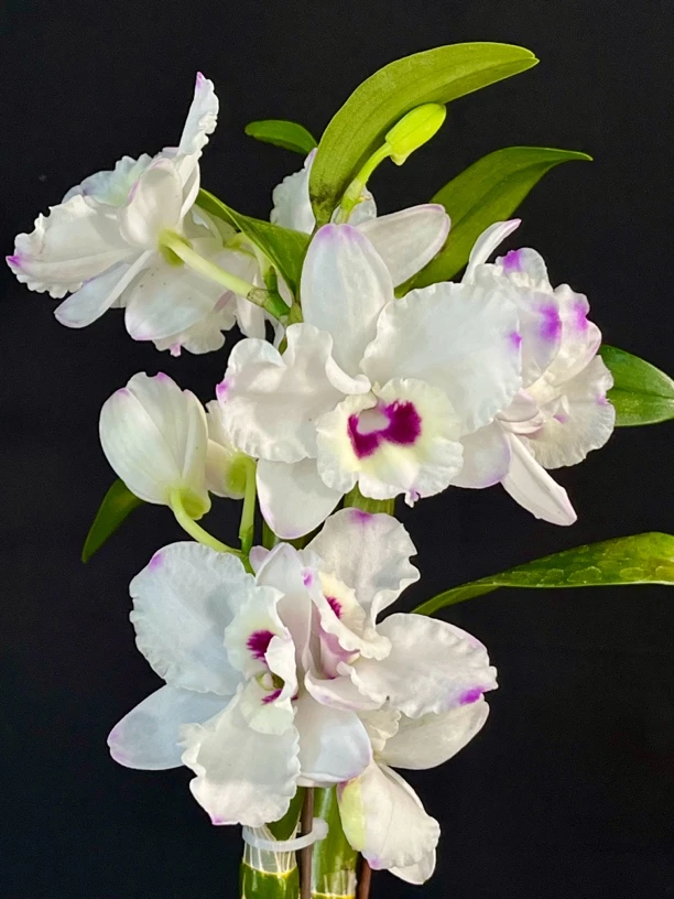 读月素鸢白花紫眼大花蕾丝春石斛