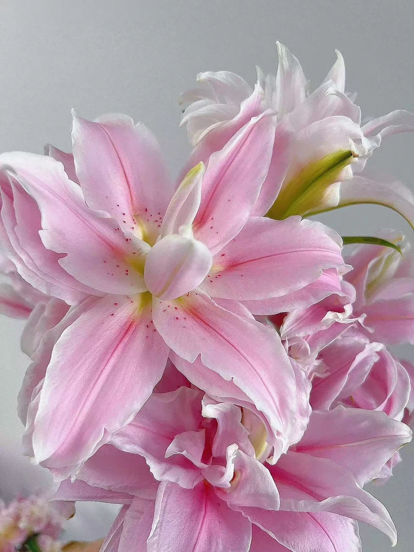 秋百合1颗进口【粉霞】14/16 庭院阳台重瓣香水百合种球