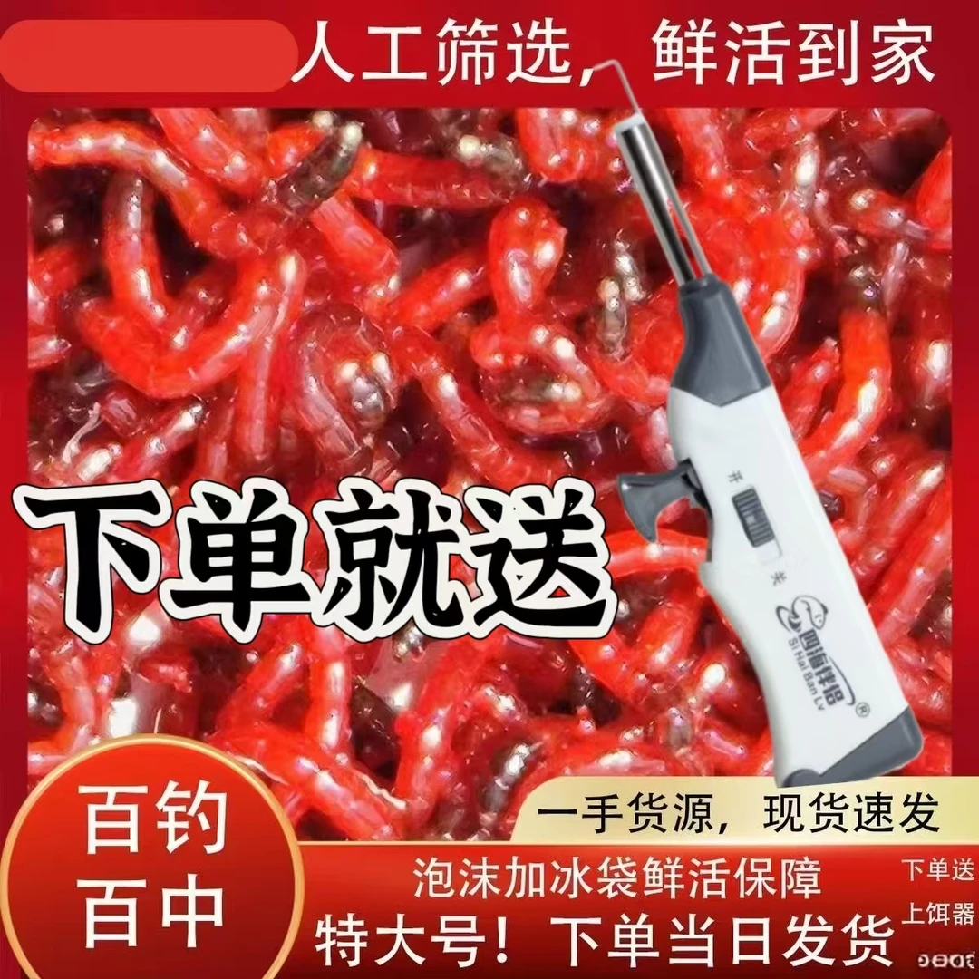 【下单赠送红虫枪】鲜活红虫活饵新鲜包邮鲜活垂钓红虫鱼食饵鱼饵