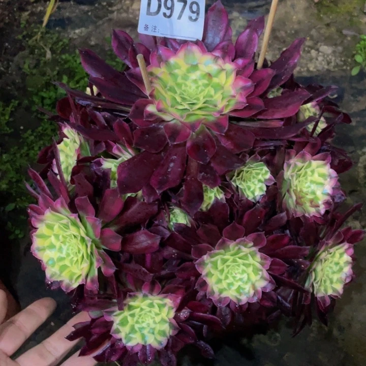 假**…979天河1111111多肉