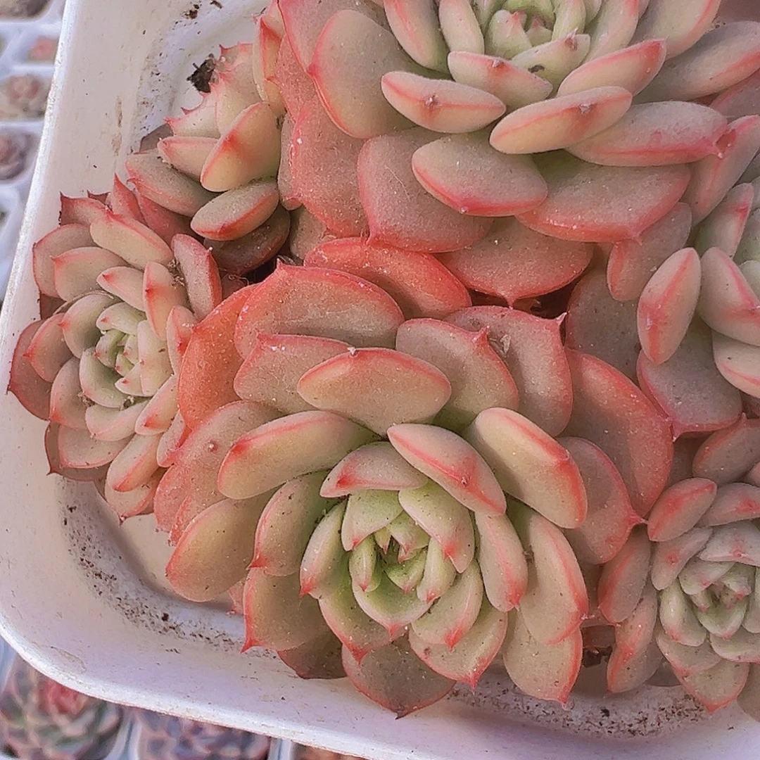 糖果宝贝19包邮多肉