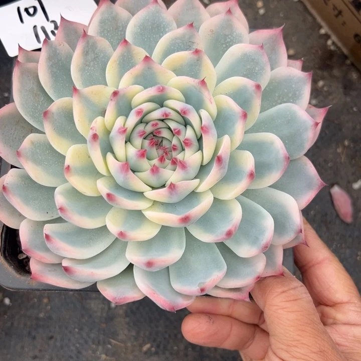 无花朵101号娃娃锦15厘米冠幅