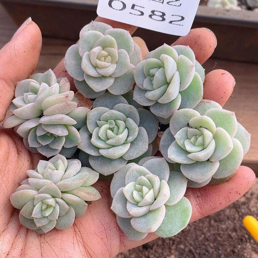 多肉植物多肉植物582