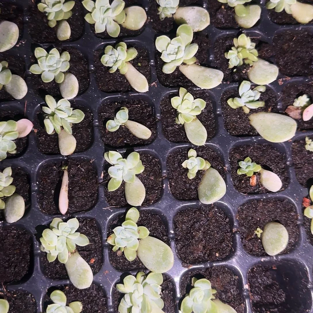 苍雪 中苗穴一个满25包邮