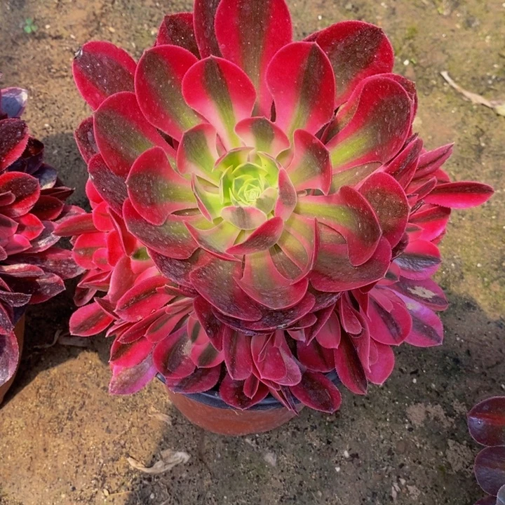 粉女巫手捧11111