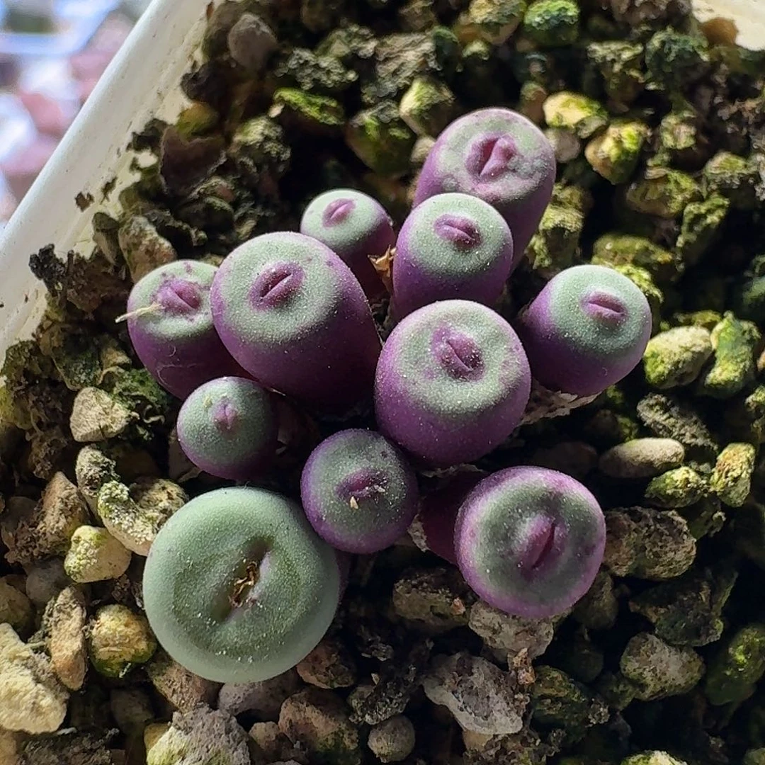 59号小型嘴一物一拍0.3-0.5