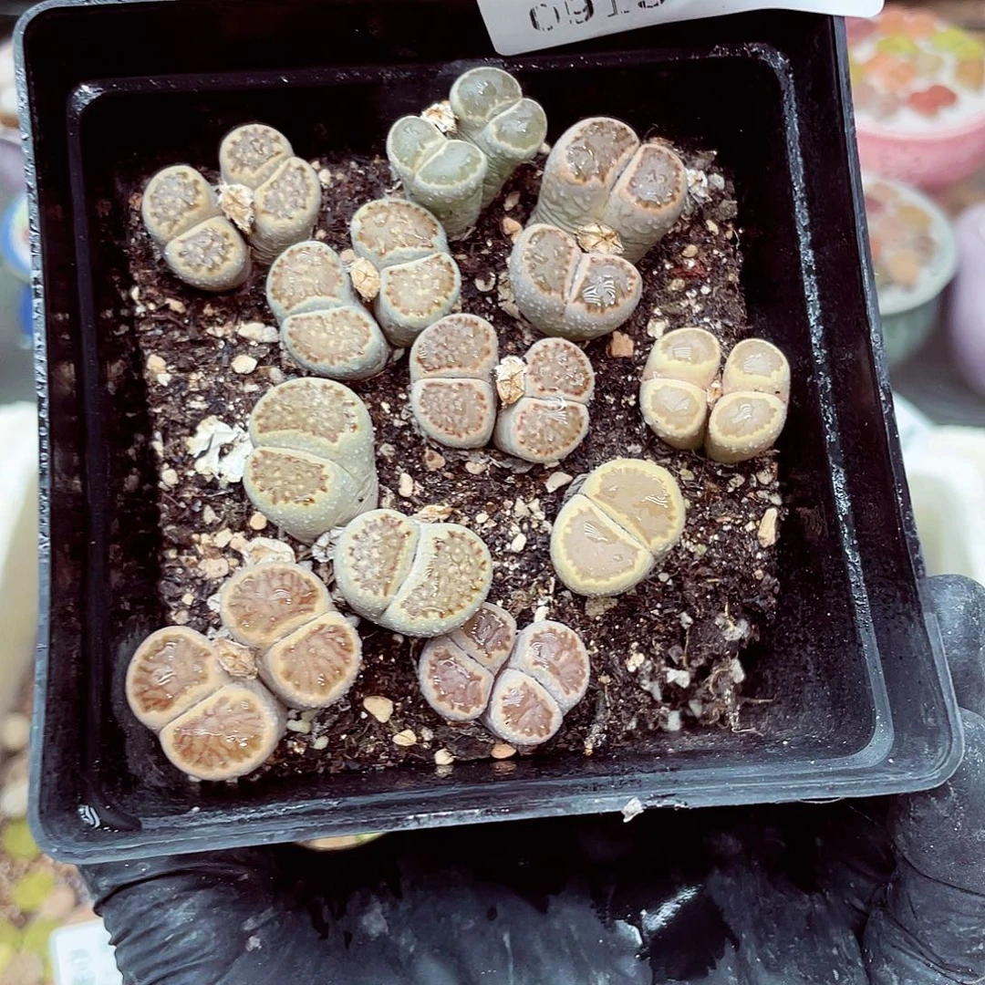 生石花18包邮0915-145
