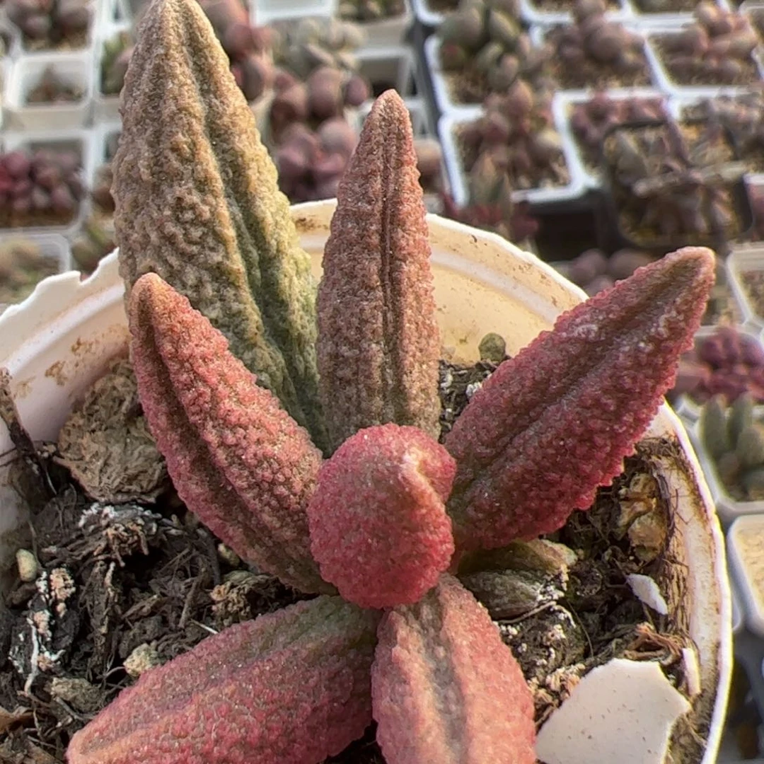 蓝魔大苗多肉植物水泡