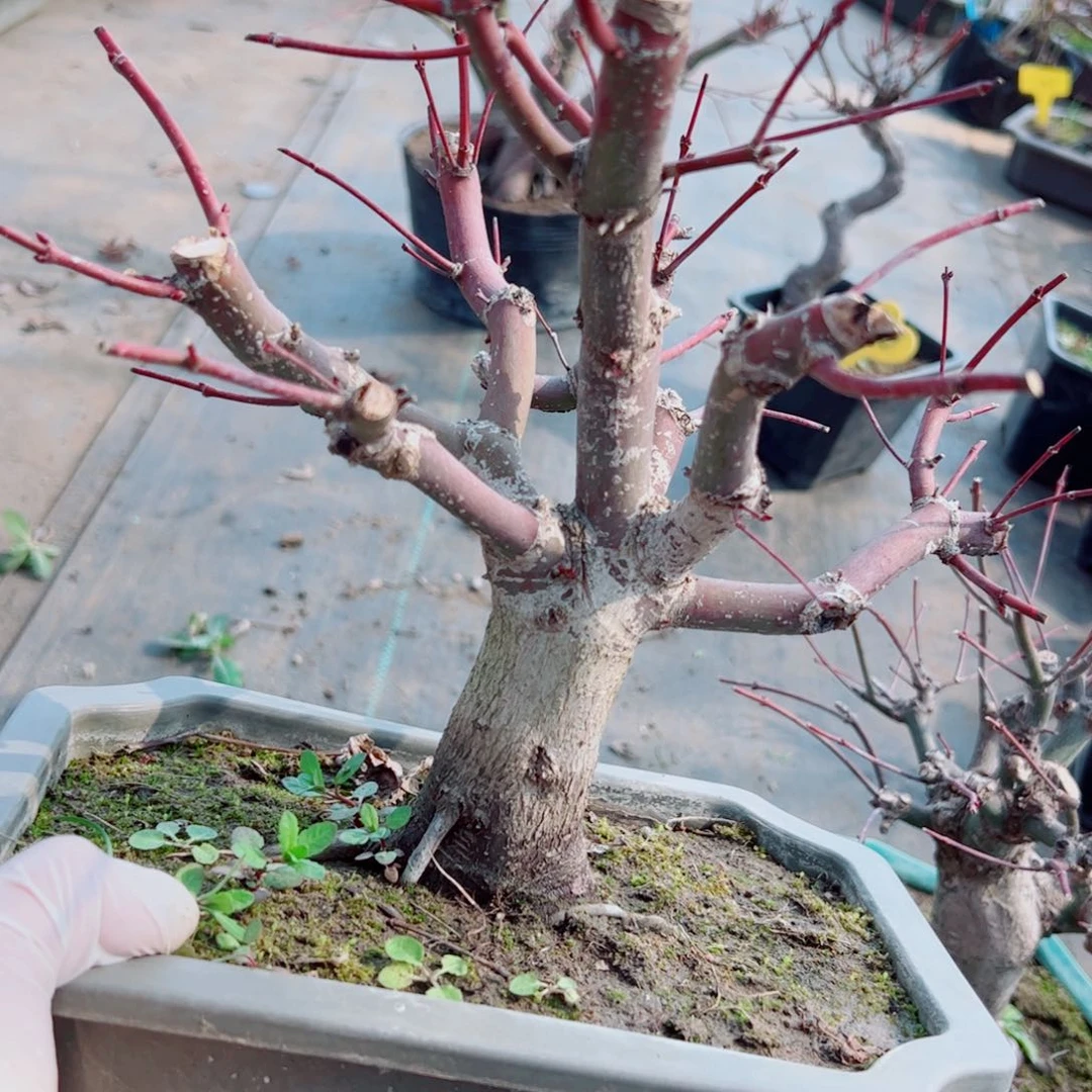 重***雨枫树枫树等枫树枫