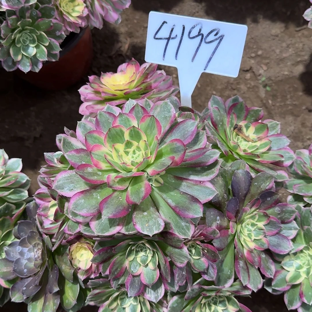 4199海王多肉法师多肉