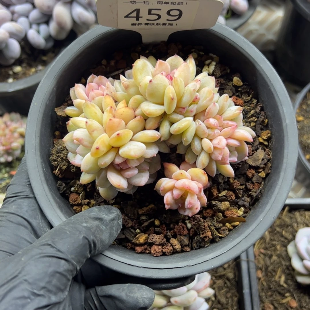 红陶萝*459号多肉植物