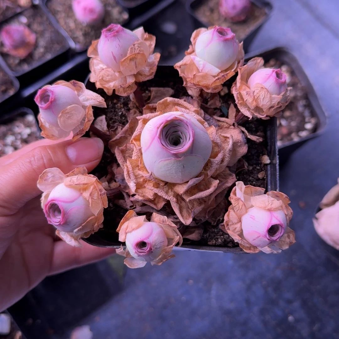 C*半城玫瑰开播福利451