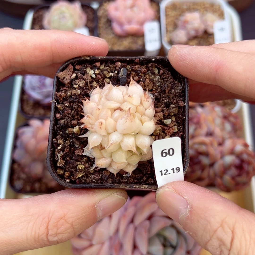 好好看60、哈哈哈哈