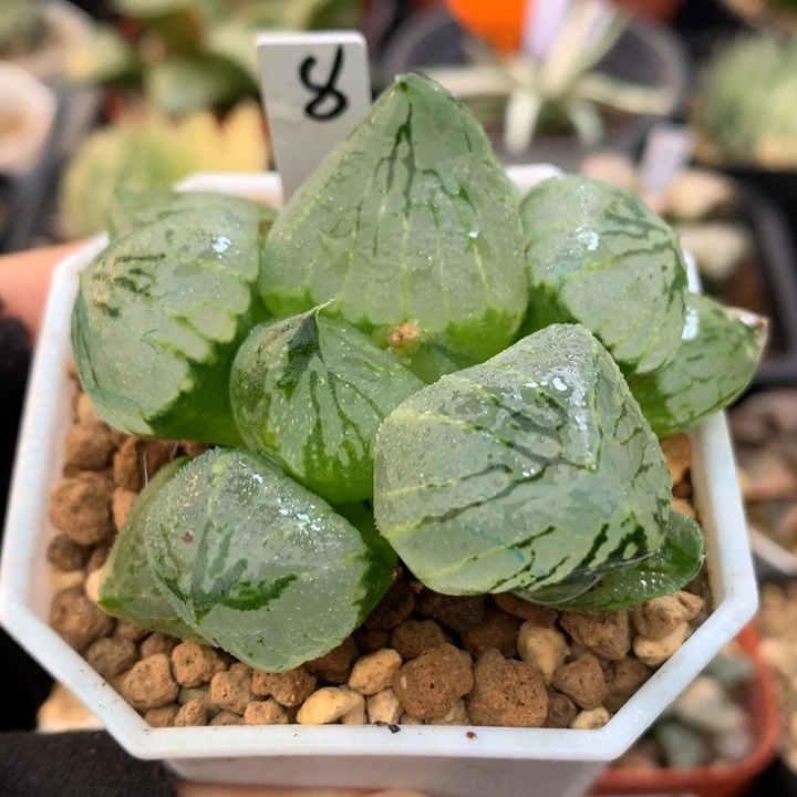 杨贵妃，带盆土发货