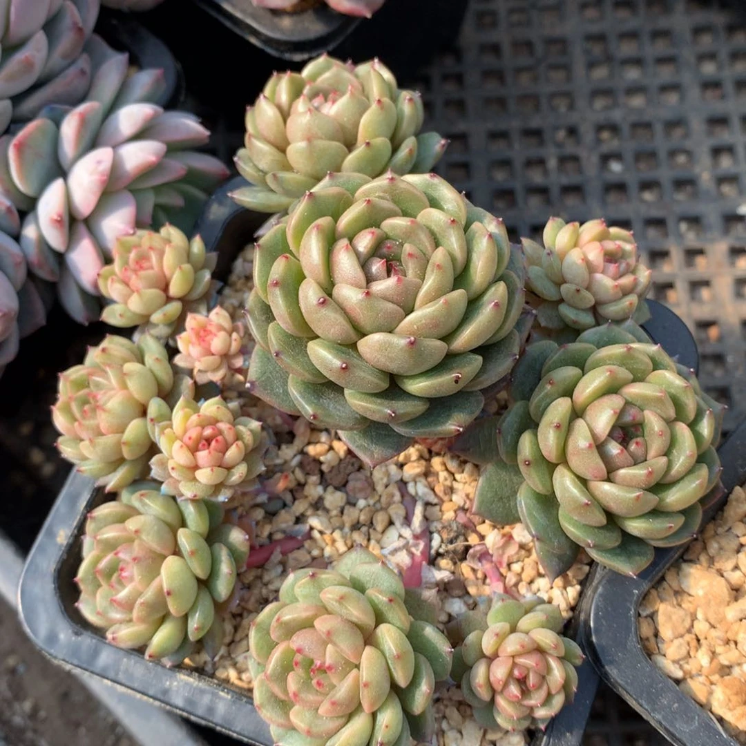 0224-200 珍妮优选