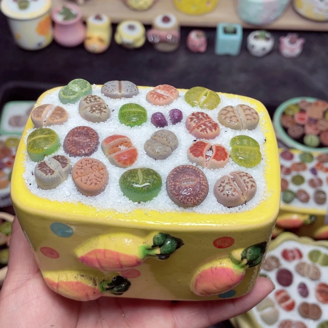 w8783 带盆土发货-零下地区拍保温箱