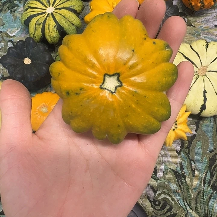 墨*墨西哥葫芦葫芦葫芦