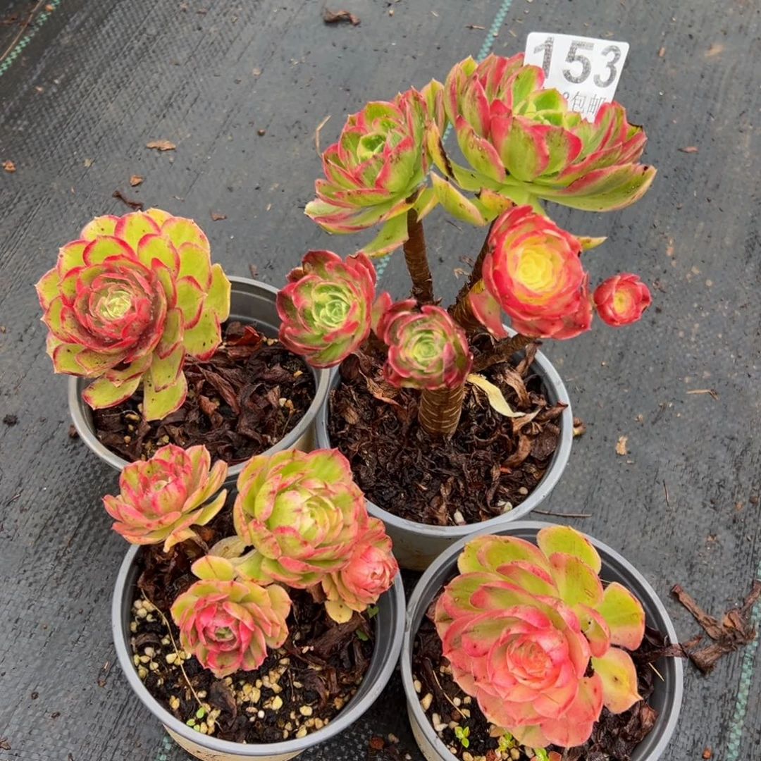 多肉植物153四颗无售后