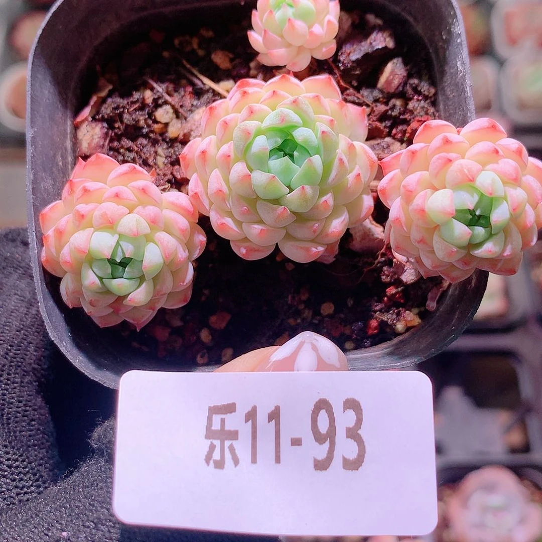 乐然11-93 小粉梅群