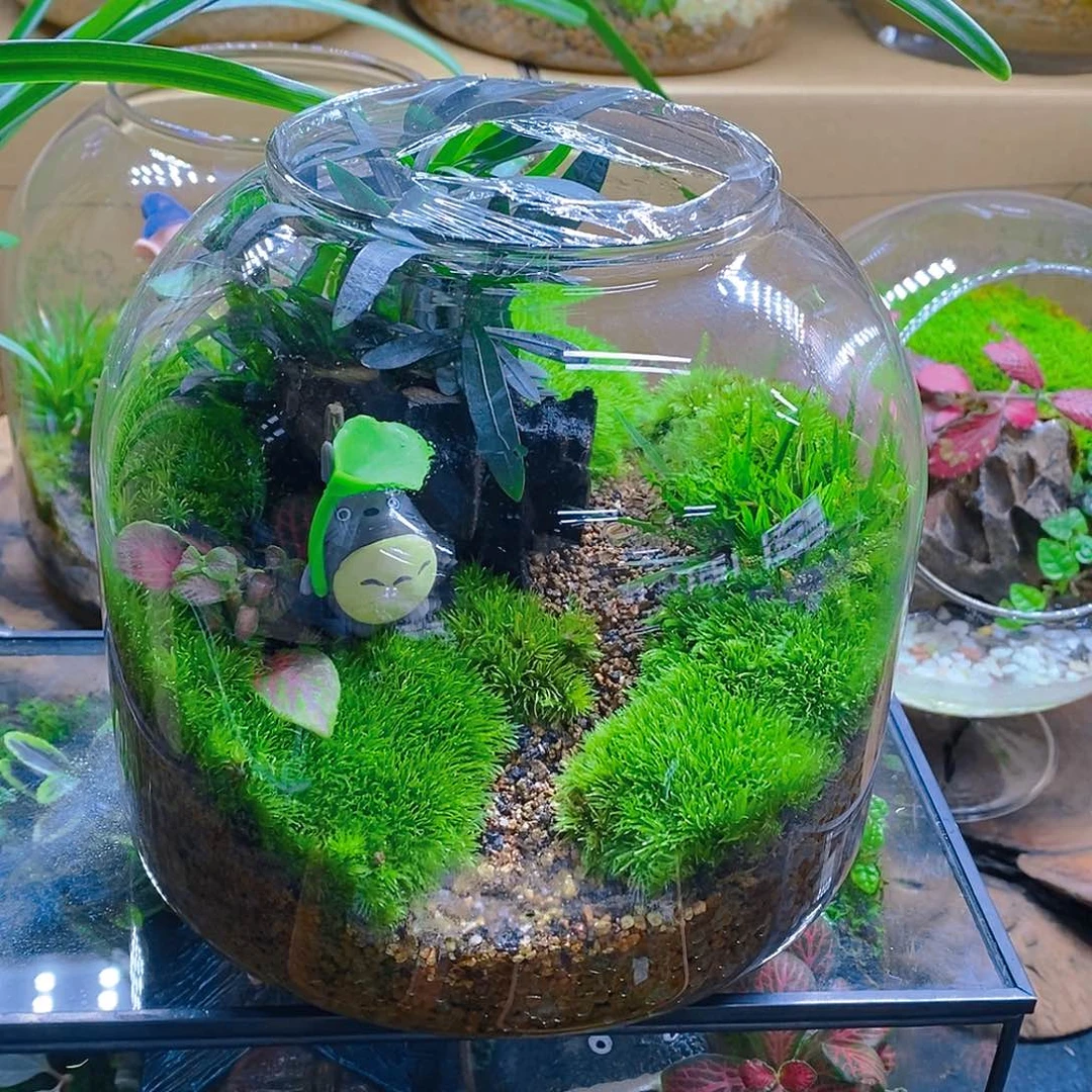 无花朵叶子龙猫鼓