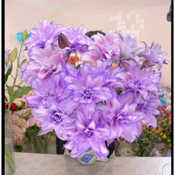 3头凝夜紫吸色重瓣百合-以直播间展示为准