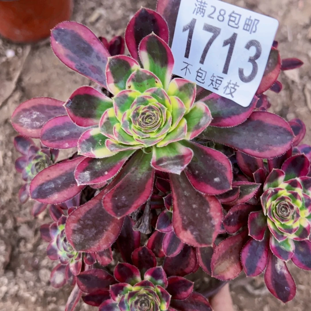 1713冰淇淋多肉植物法师