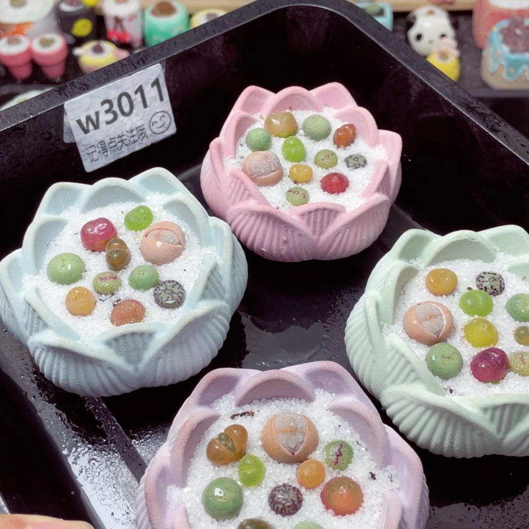 w3011一份一盆量拍