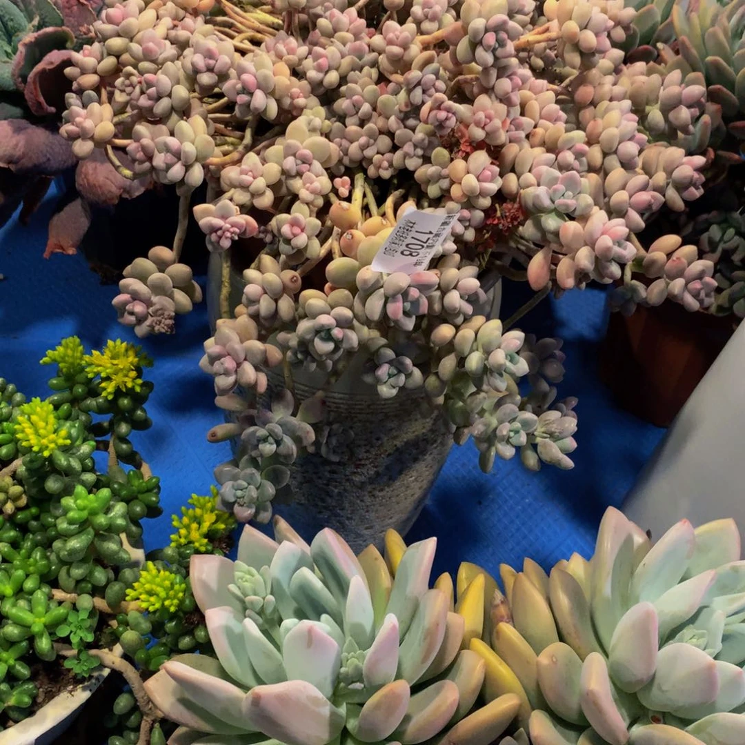 二*1708艾香多肉