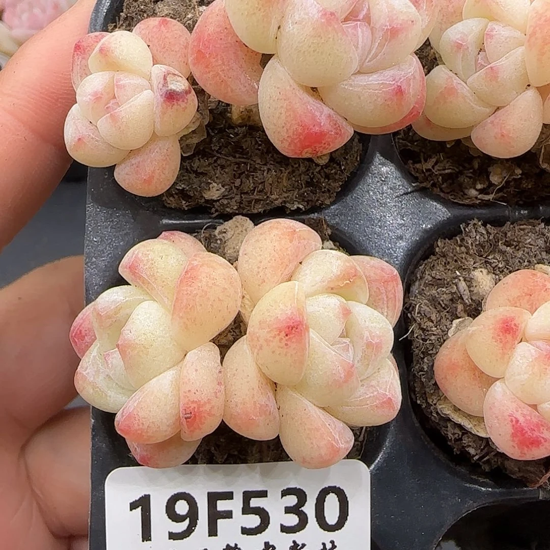 530樱花冰玉双头两颗不保整