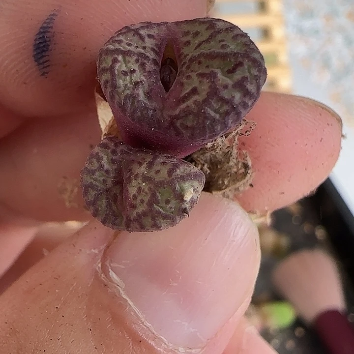 049不认识的品种三头