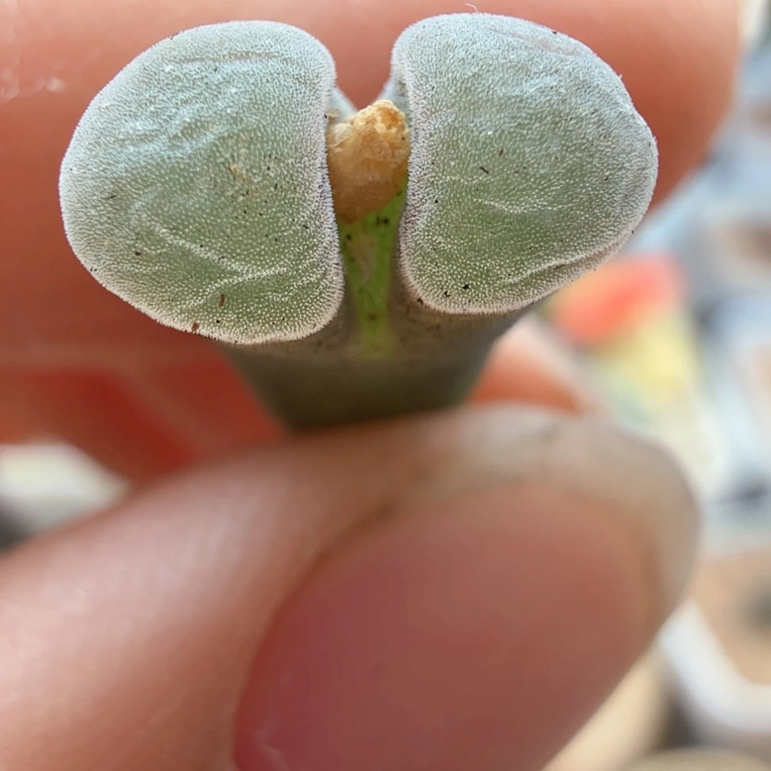 1.17.56/极窗风铃/多肉植物