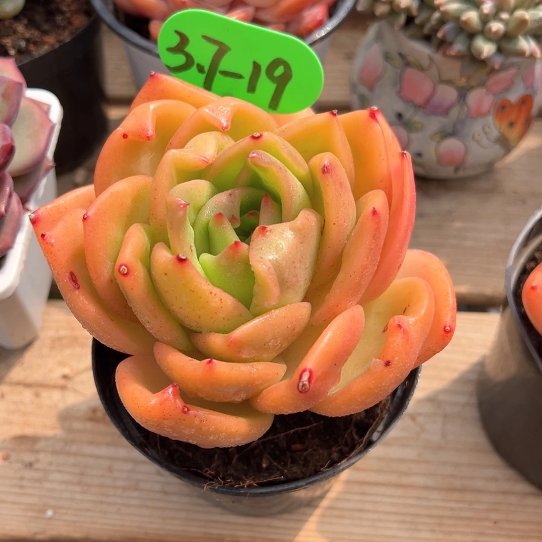 三***生3.7.19黄金果冻