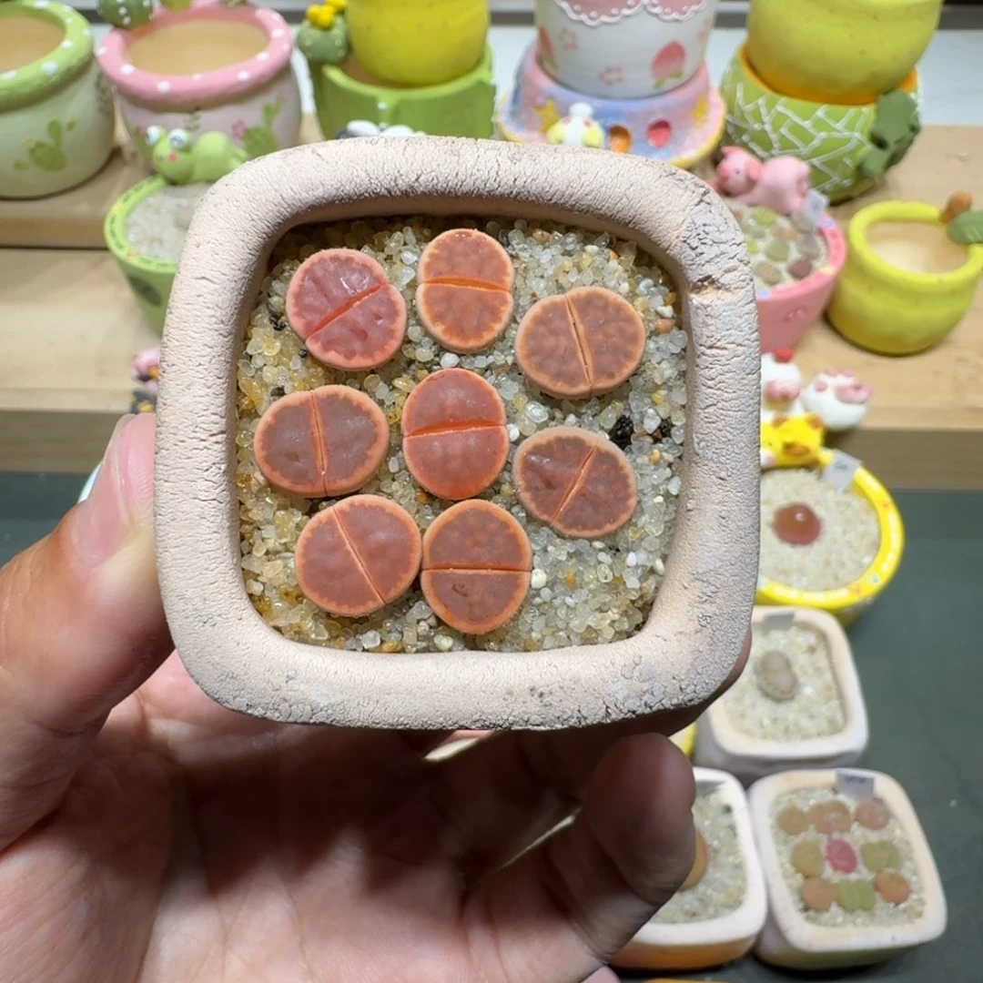 蘑菇295朱玄朱玄