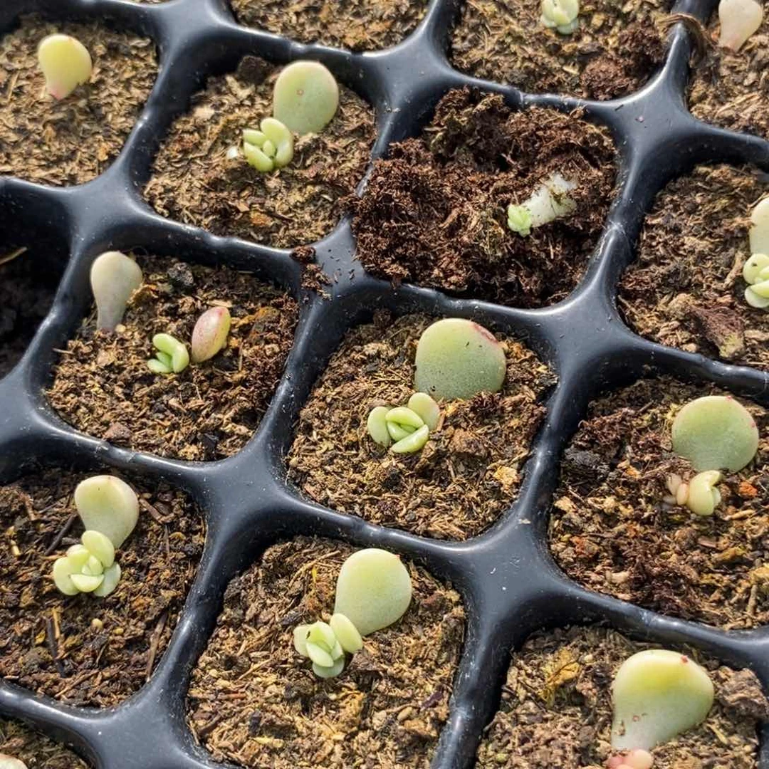 甜心t12叶片带芽一个