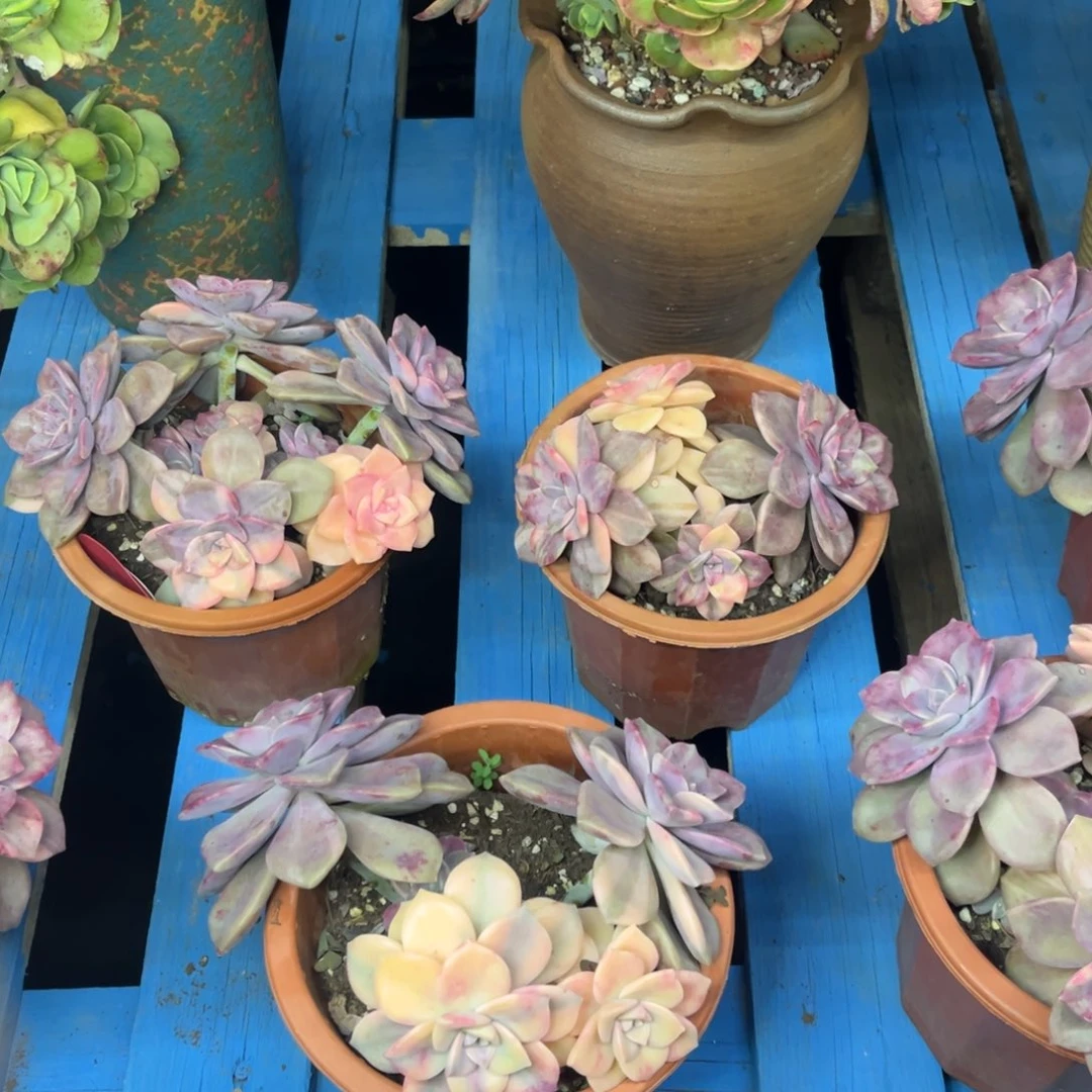 小雨多肉群生紫乐锦