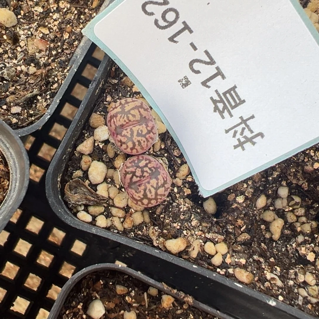 12-162肉锥多肉植物，