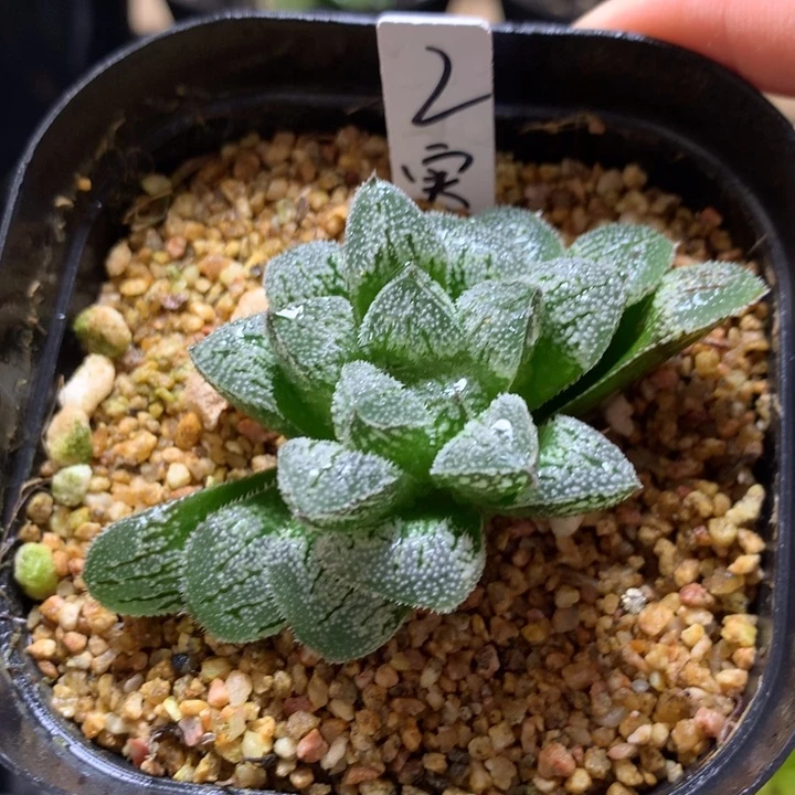 2号实生寿一物一拍