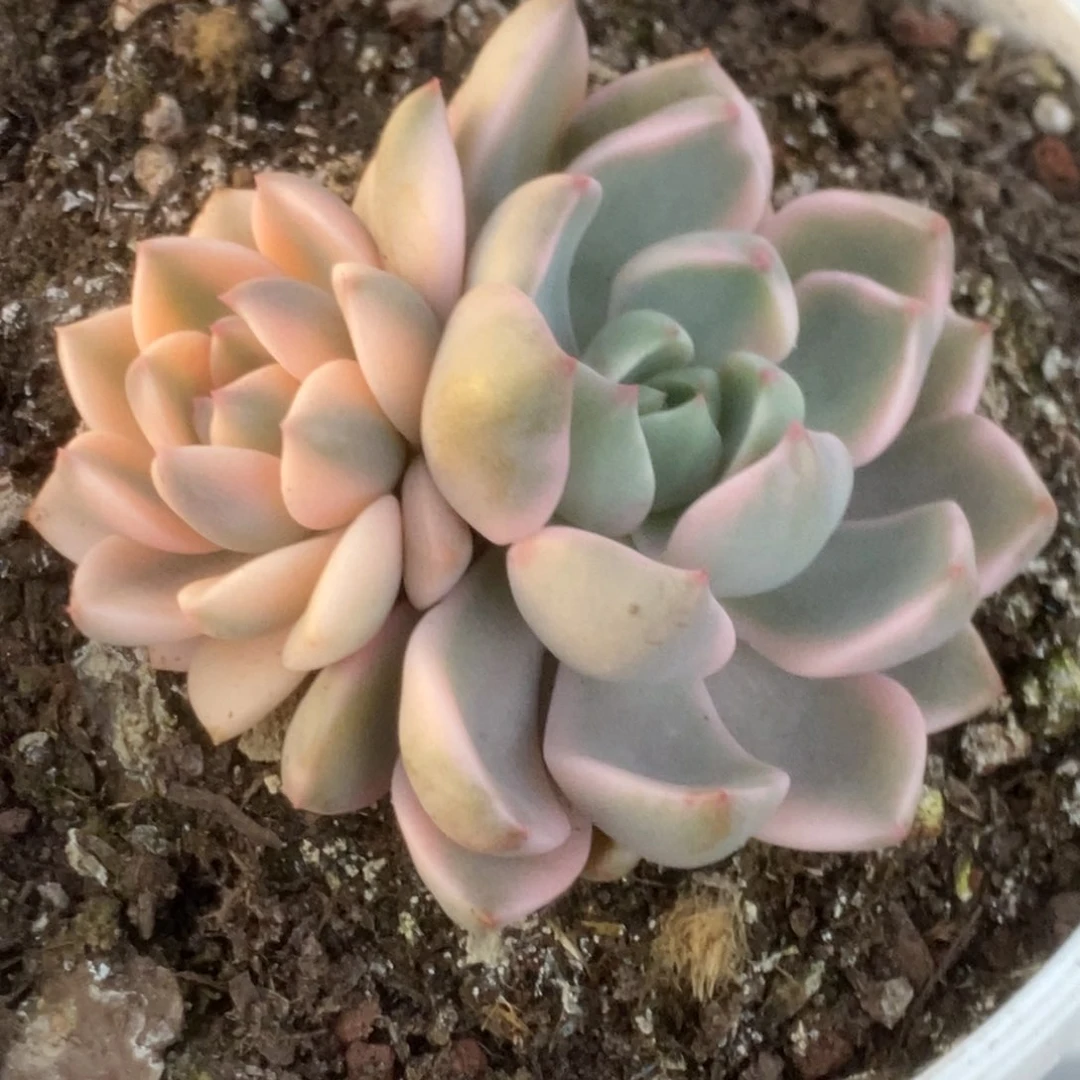 439红粉佳人锦锦锦锦锦