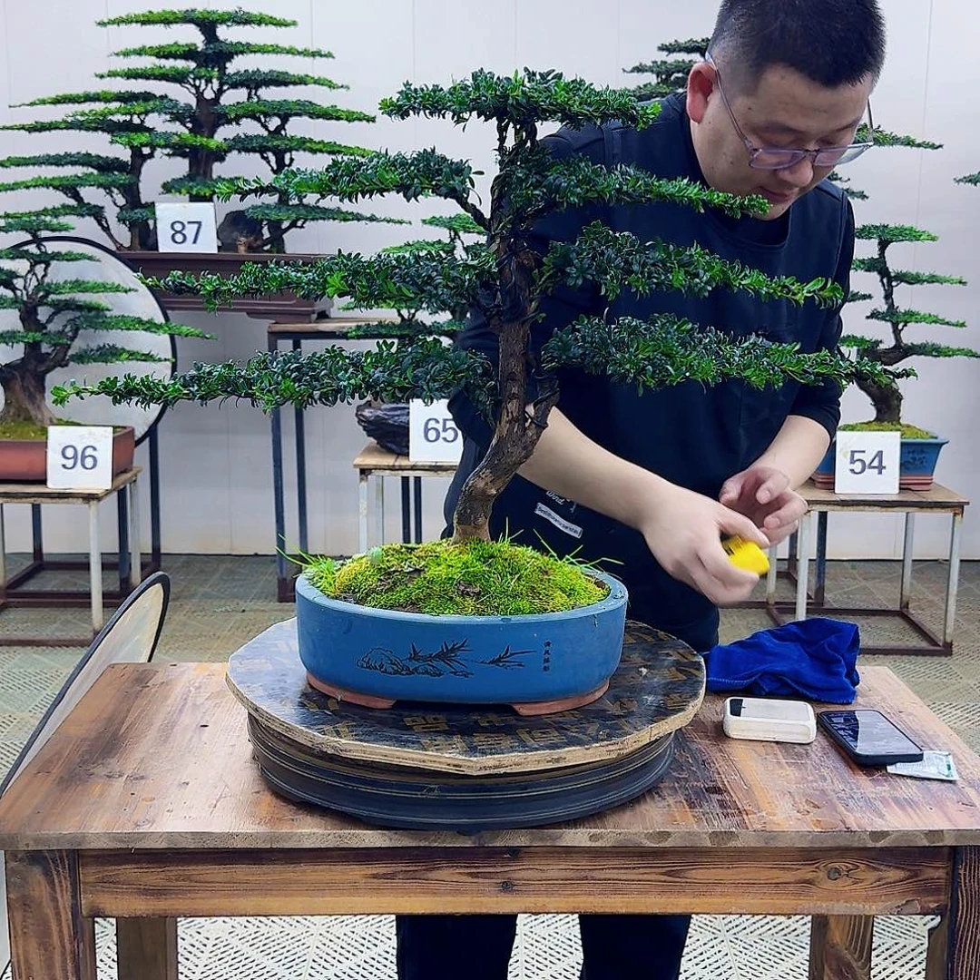 无花朵珍珠红芽罗汉松造型盆景