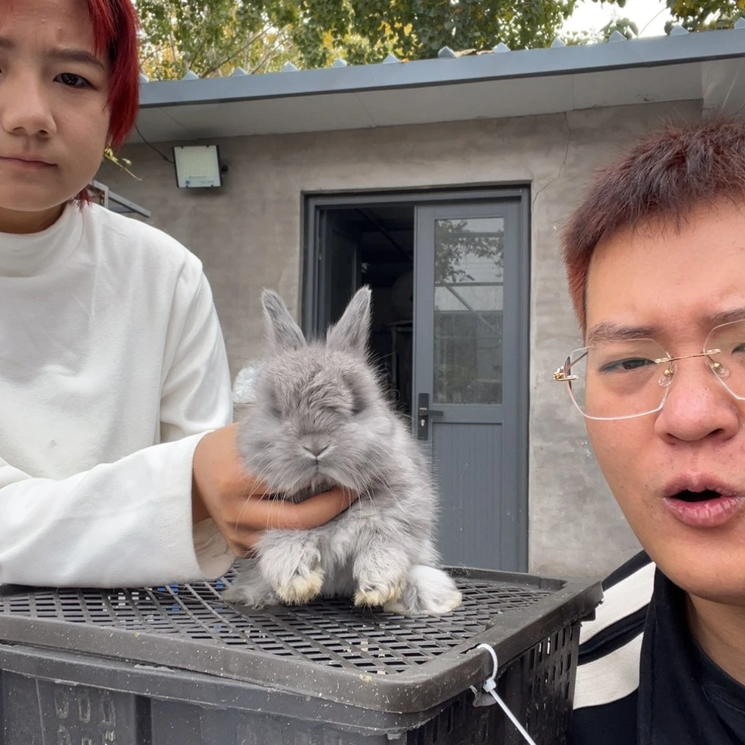 双血统英系安拉兔子