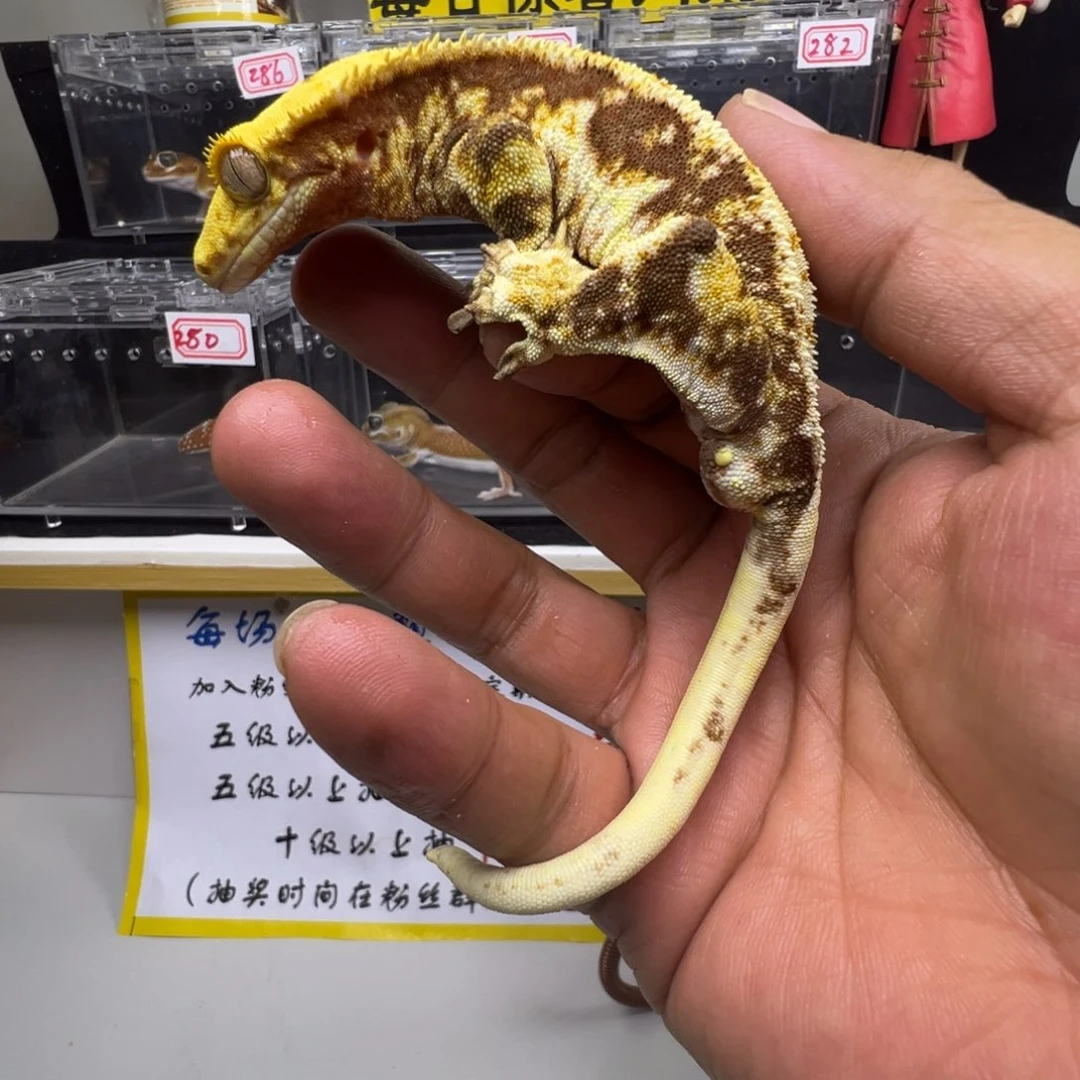 睫角守宫暗红底莉莉成体