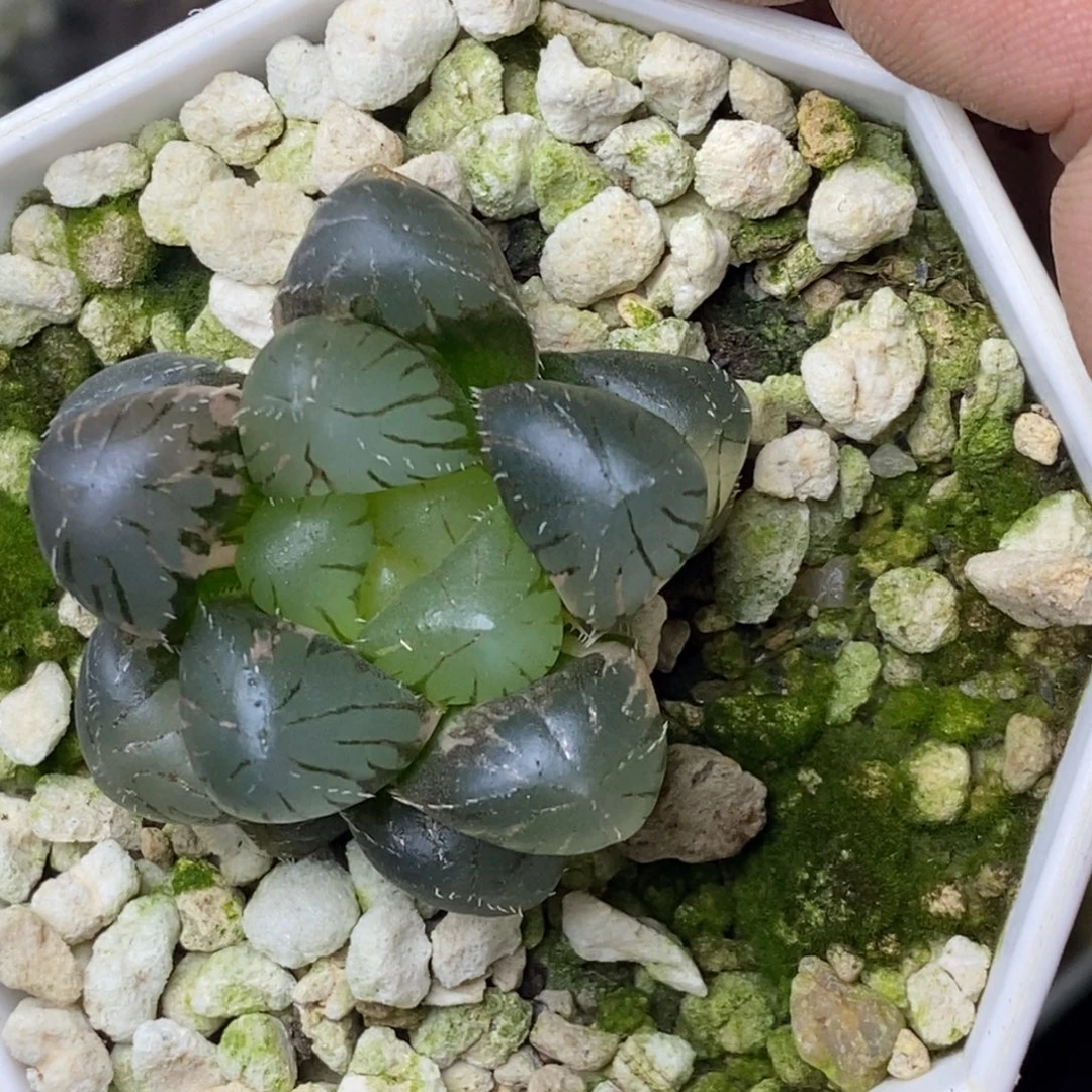 实生大窗玉露锦一物一拍