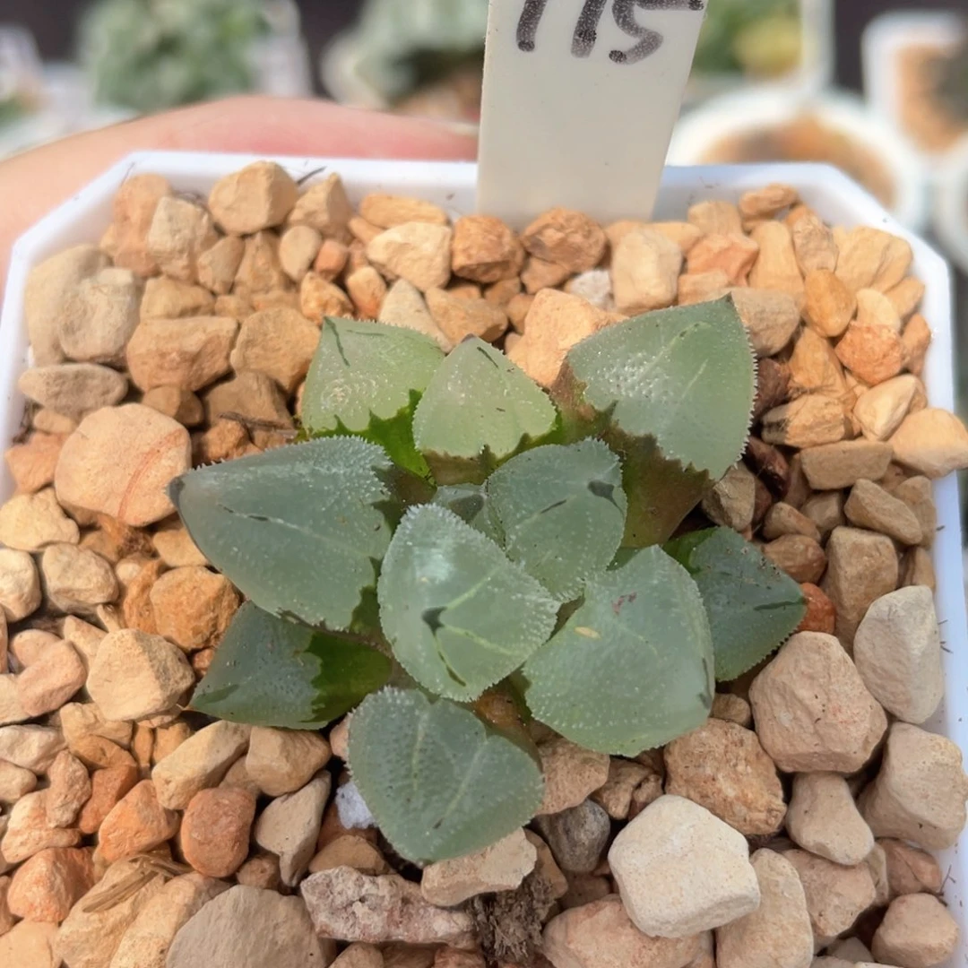 •****175冰鸾玉。