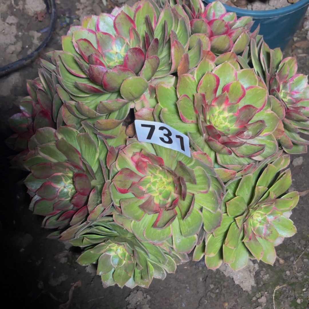 莲花座法师26/17包邮