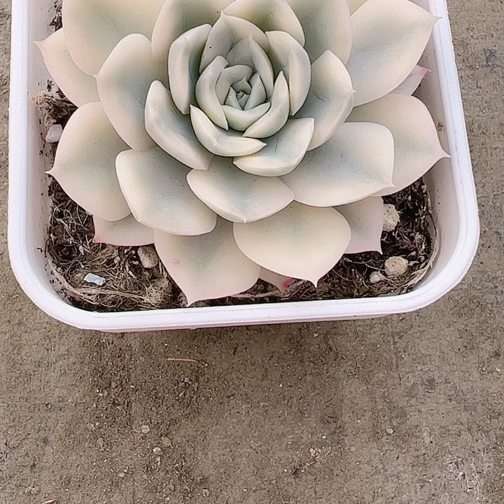 海**鲸多肉植物多肉植物