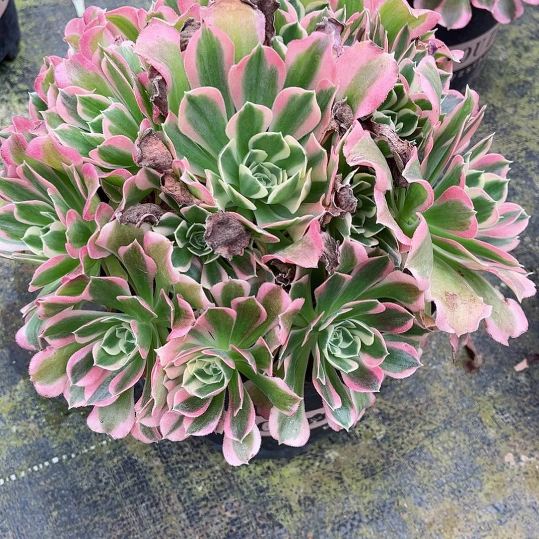 多肉植物白凤多肉