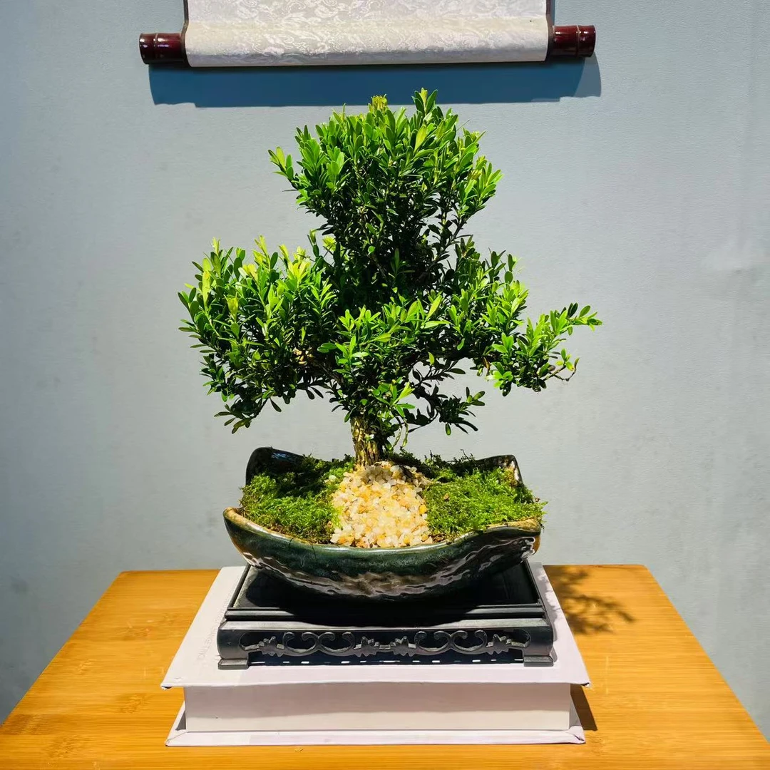 ZF瓦韵盆老桩雀舌皱皮黄杨